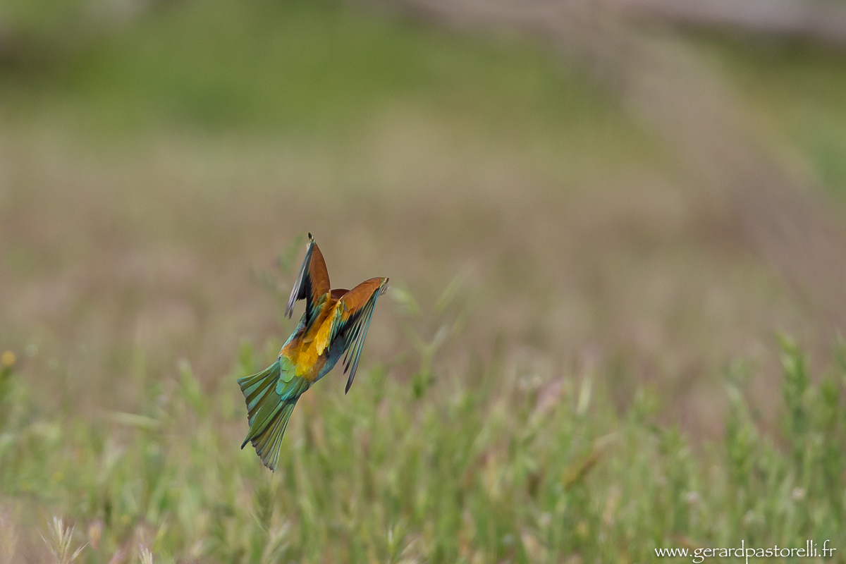 Bee eater 88